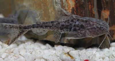 Granulated Catfish 5"-6" (Pterodoras granulosus)